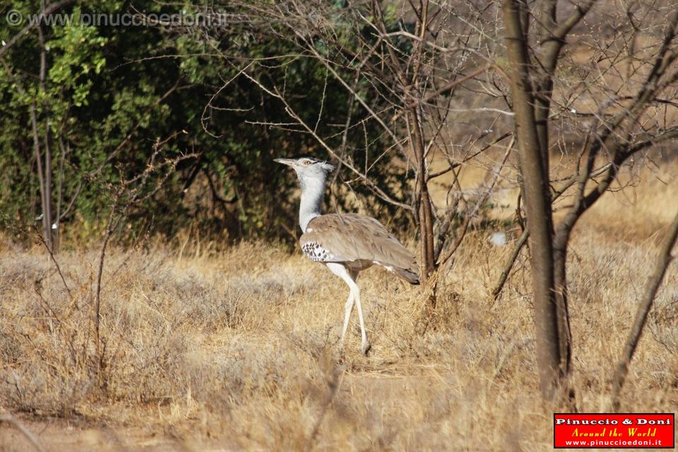 Ethiopia - 640 - Kori Bastard.jpg